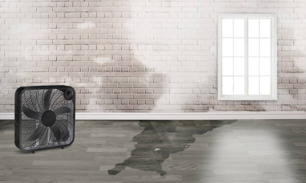 Best Mold removal after water damage  in Rose Hill, VA